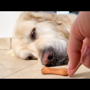 How to Wake a Golden Retriever With Snacks