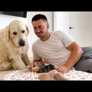 Offended Golden Retriever Reacts to Dad Giving Attention to the Kittens Instead of Her