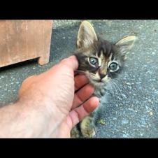 Homeless kitten hugs me and wants to tell me she is very hungry