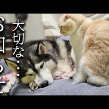 今まで応援してくださった皆様へ大切なお知らせ