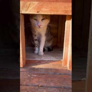 Cats playing neighbors in a two-story hut #shorts #catshorts #cats #cat #catlover #cute #kedi