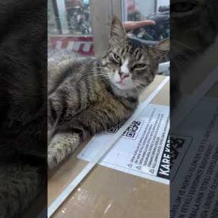 The cat that doesn't pay rent but sleeps like a king 😼💸 #shorts #streetcat #kitten #cat #adoptstrays