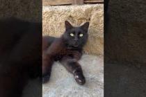 Black furry street cat, watching us with rapt attention #shorts #catshorts #cat #cats #kitten #cute