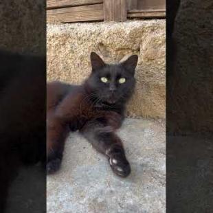 Black furry street cat, watching us with rapt attention #shorts #catshorts #cat #cats #kitten #cute