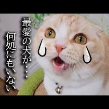 犬を預けたら家出したと思って大泣きして探し回る猫がこちら
