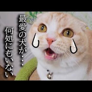 犬を預けたら家出したと思って大泣きして探し回る猫がこちら