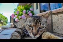 🏝️真夏の猫島、猫たちが軒先の特等席で避暑してた件🐾