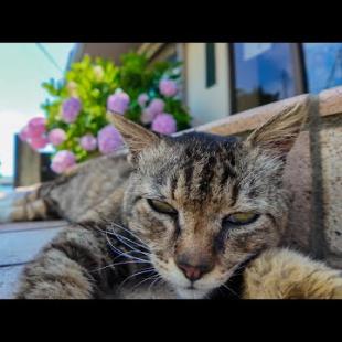 🏝️真夏の猫島、猫たちが軒先の特等席で避暑してた件🐾