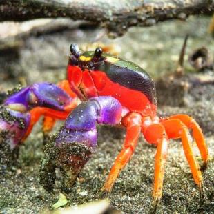 Halloween Crab