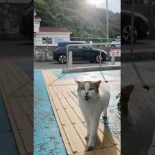夕方のフェリー乗り場にいた“よく喋る猫”、可愛すぎてちゅーるあげたら…！
