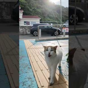 夕方のフェリー乗り場にいた“よく喋る猫”、可愛すぎてちゅーるあげたら…！