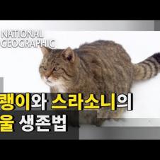 [내셔널 지오그래픽] 겨울 들판의 포식자 야생 고양이들의 겨울 생존법