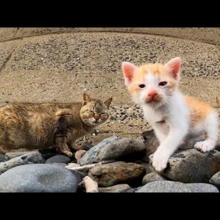 海辺で見掛けた野良猫の親子が可愛過ぎる