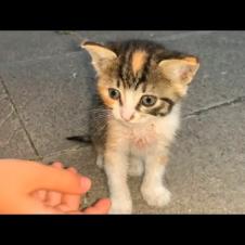 🥺🍃 A Little Cat Family Living in a Park Is Fighting Hunger! They're Waiting for Help