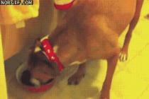 남의밥 몰래먹기