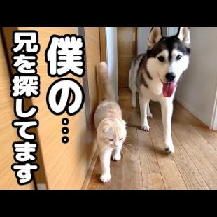 出かけた兄をすっかり忘れ必死に家中を探し回る子猫とハスキー犬がこちら...