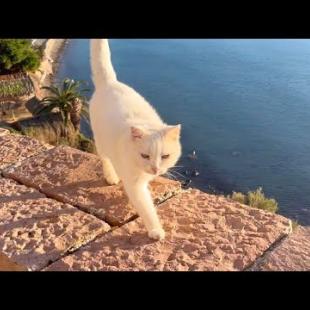Cute white cat I met on a deserted island enjoying the sun