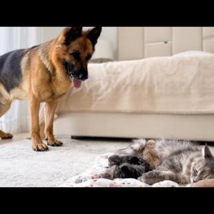 German Shepherd Meets Mom Cat with Newborn Kittens for the First Time!