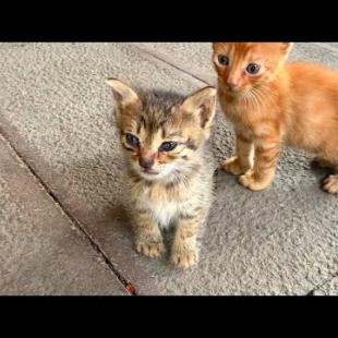 😻 Tiny Kittens Looking for Mommy Cat 🍼– Cuteness Alert!