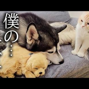 売れ残った子犬と一緒に寝てたら猫の反応が...