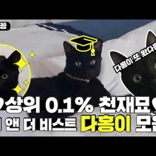 [찜꽁습꽁] 상위 0.1% 천재 고양이 💖다홍이💖 모음! 세상에 다홍이 하버드 가야 할 것 같아요. (진심)ㅣSBS ENTER.