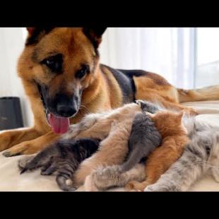 German Shepherd Reaction Mom Cat with Kittens