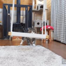 냥이의 그네타기