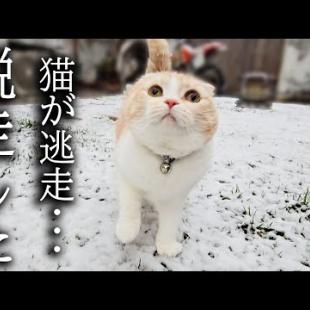 猫が雪の中脱走して追いかけて確保した瞬間...