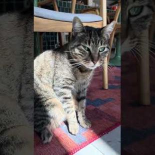 The large-bodied cat I met at the cafe is cleaning itself #shorts #cat #kitten #catshorts #catlover