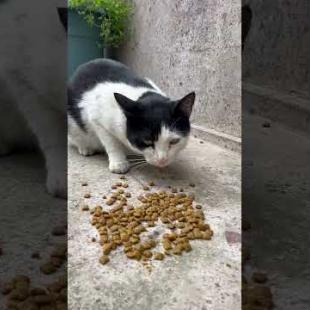 Masked tuxedo cat slowly eats her food #shorts #catshorts #cats #cat #kitten #cute #catvideos #kedi
