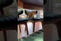 😻💕 Talking Kitten MEOW 🐾#shorts #kitten #cat #catlove #cute #animals