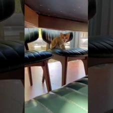 😻💕 Talking Kitten MEOW 🐾#shorts #kitten #cat #catlove #cute #animals