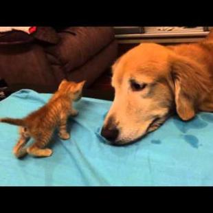 Introducing New Kitten to the Dog