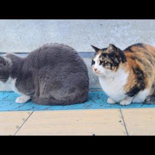 感動猫動画 のライブ配信