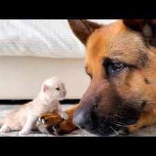 German Shepherd Befriend New Kitten [Cuteness Overload]