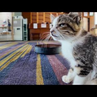 猫ホテルは連泊がオススメ!昼間は子猫対ロボット掃除機の闘いが見れるかも?!