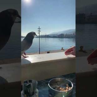 I lined up the cute birds on the beach and fed them #shorts #animals #cute #birds #birdslover