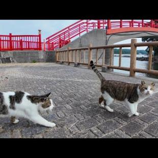 神社の橋の前では猫の集会が始まろうとしていました