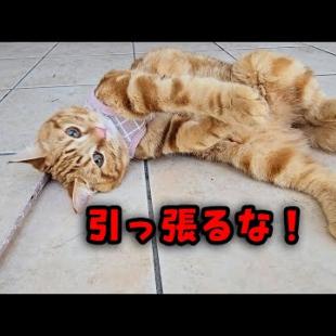プールが楽しすぎて帰りたくない子猫...