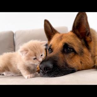 My German Shepherd Loves Tiny Kittens!