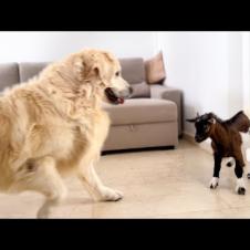 Golden Retriever Tries to Befriend a Baby Goat