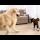 Golden Retriever Tries to Befriend a Baby Goat