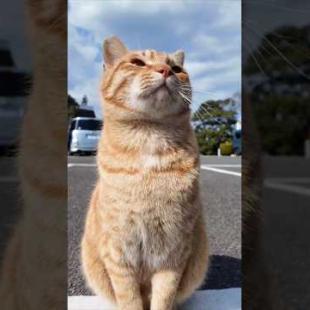  #ImpressedCatVideo #catisland #猫島