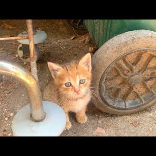 Homeless kitten said don't go... My heart was left on the street