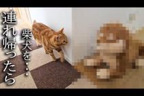 売れ残った柴犬を連れ帰ったら子猫と犬達が大変なことに...