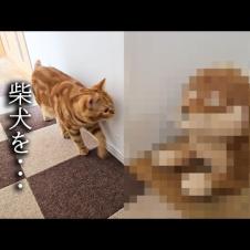 売れ残った柴犬を連れ帰ったら子猫と犬達が大変なことに...