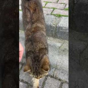 Beautiful British cat I came across on the street #shorts #catshorts #kitten #cats #cat #catlover