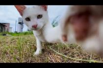 草むらで見かけた白猫ちゃんがかわいすぎた