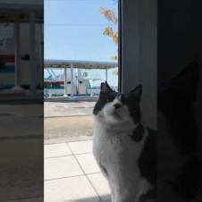 フェリー乗り場が縄張りのハチワレ猫ちゃん、待合室に人が来ると隣に座って撫でさせる