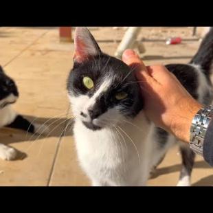 Homeless kitten and mother want love more than food